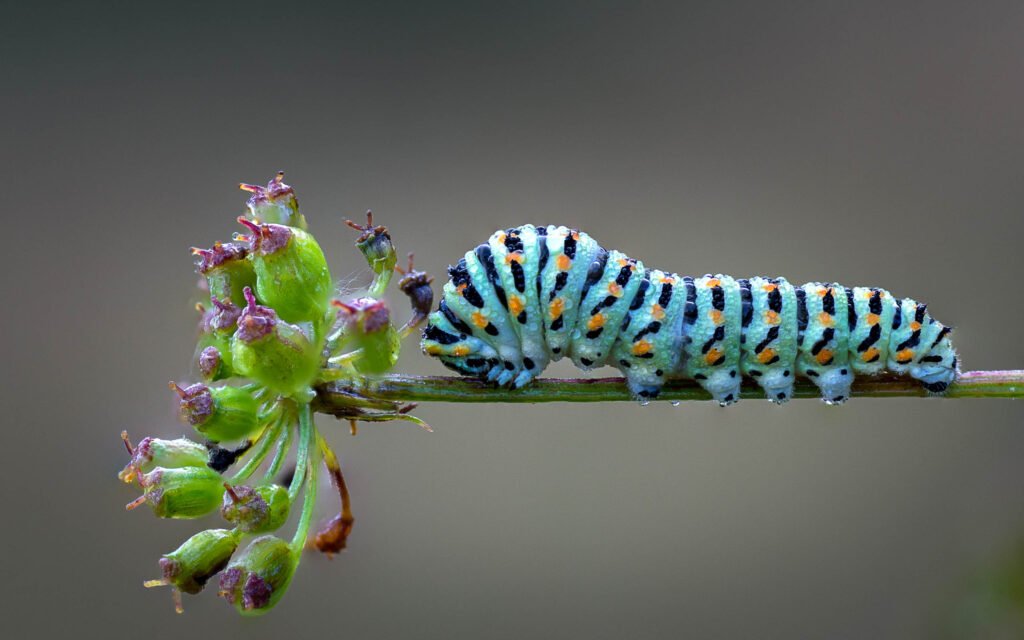 Close-up van een rups die op een groene stengel kruipt in de tropische kas van Vlinderparadijs Papiliorama.